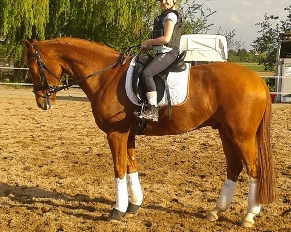 dressage horse Quaterback's Quidamo (German Sport Horse, 2008, from Quaterback)