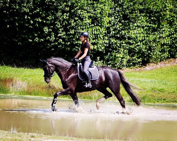 dressage horse Dornkart (German Sport Horse, 2004, from Drakdream)