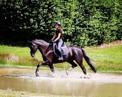 dressage horse Dornkart (German Sport Horse, 2004, from Drakdream)