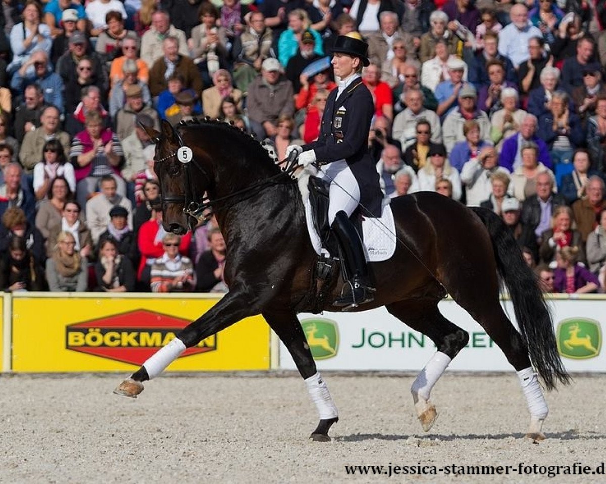 stallion Diamond Star 3 (Oldenburg, 2003, from Diamond Hit)