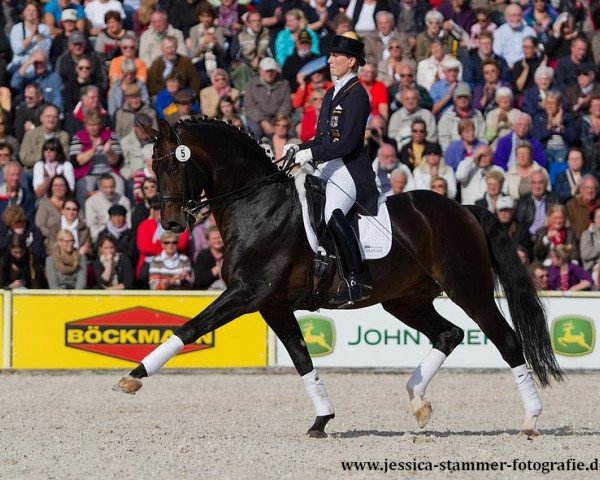 stallion Diamond Star 3 (Oldenburg, 2003, from Diamond Hit)