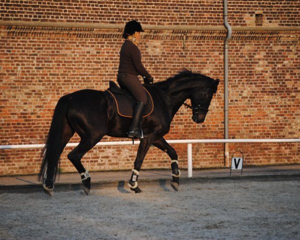 dressage horse Darko 35 (German Sport Horse, 2005, from Drakdream)