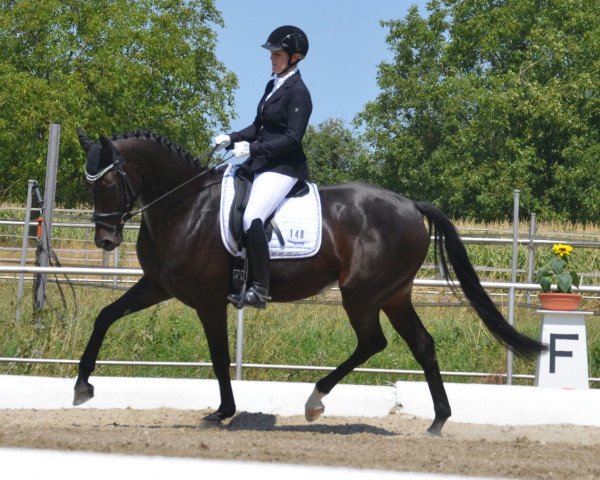 Dressurpferd Diosa de La Luna (Württemberger, 2011, von Damon Hill) Dressurpferd Diosa de La Luna (Württemberger, 2011, von Damon Hill)