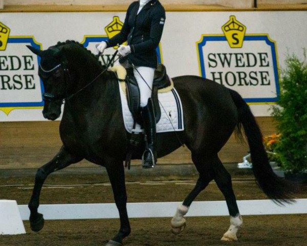 horse Allegra (Swedish Warmblood, 2012, from Ampère)