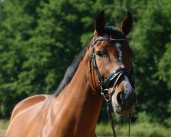 dressage horse Larino 110 (Hanoverian, 2006, from Uccello)