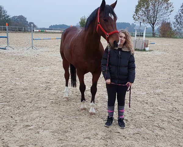 jumper Costa 62 (Latvian Warmblood, 2008, from Crezs)