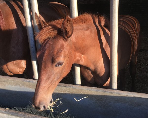 horse Lamarque de Colonia (Hanoverian, 2016, from Livaldon)