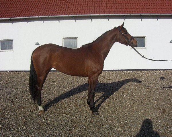 Broodmare Uptown Girl 3 (Holsteiner, 2004, from Quick Star) - Uptown Girl