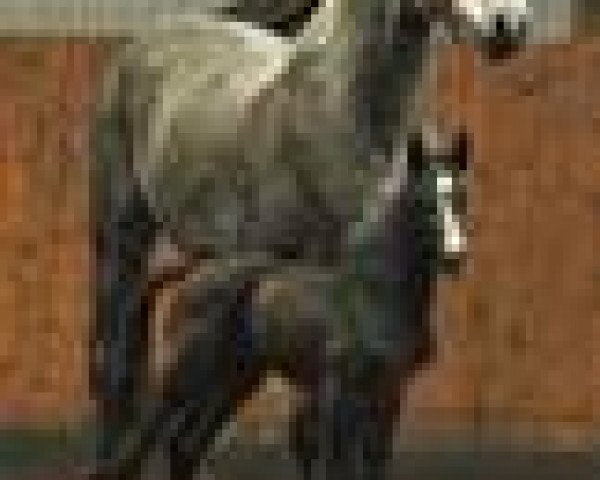 broodmare Tansania (Holsteiner, 2003, from Cassini I)
