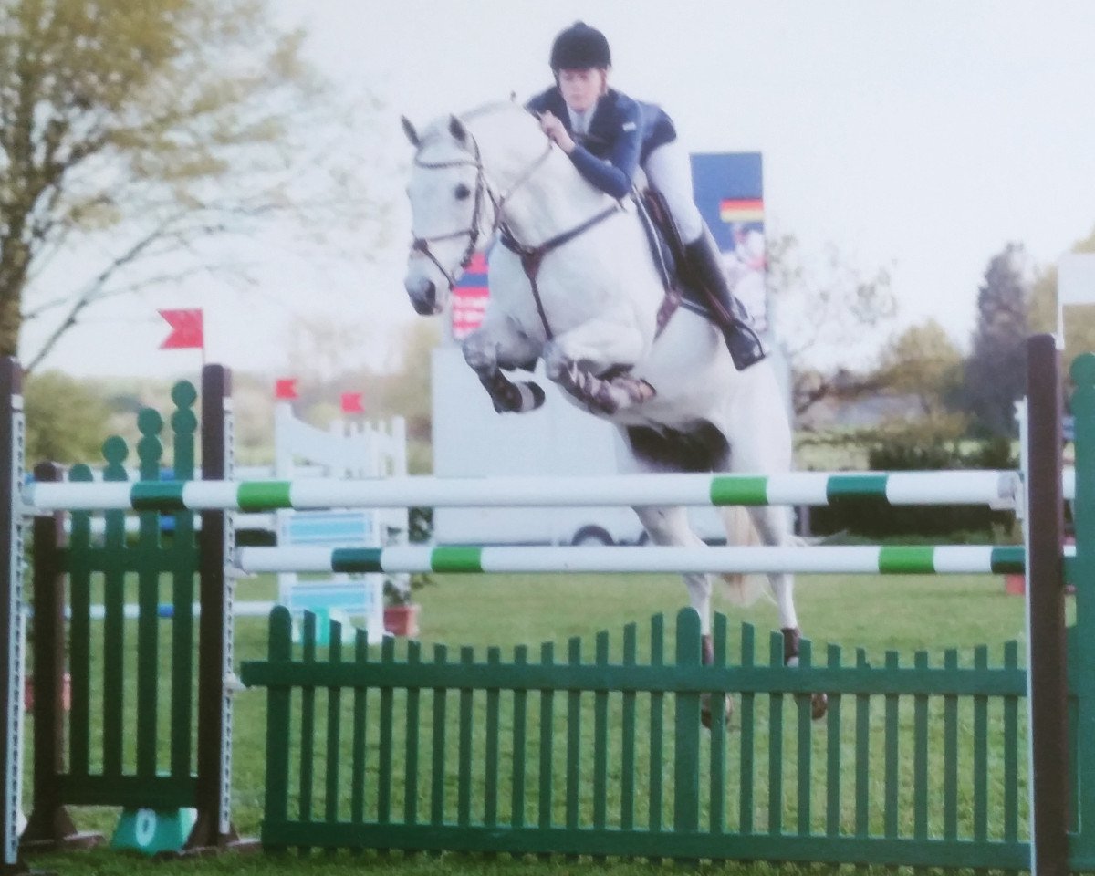 jumper Nick 179 (German Warmblood, 2007, from Newcomer)
