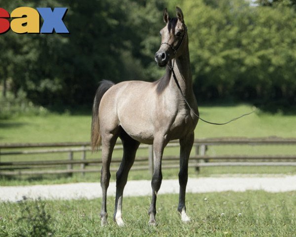 horse Baateen (Arabian purebred, 2015, from Baahir El Marwan)