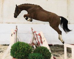 jumper Guignol 3 (Hanoverian, 2012, from Graf Top)