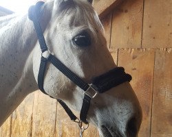 Pferd Charming Boy 39 (Westfale, 2003, von Cornet Obolensky)