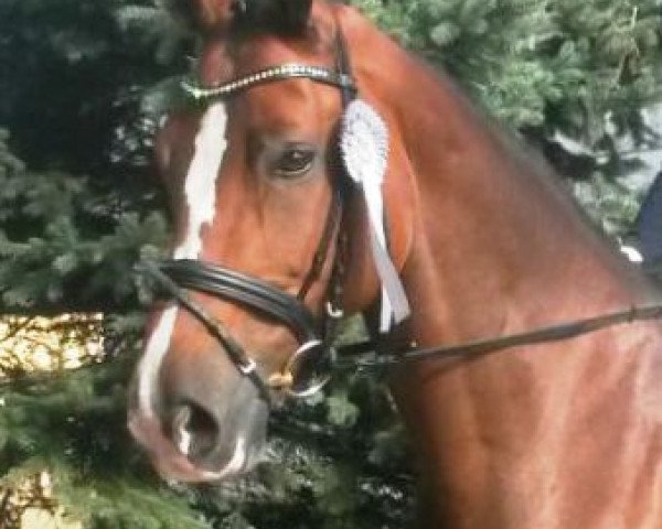 dressage horse Daylight Princess S (Bavarian, 2010, from Chat qui Rit de L) dressage horse Daylight Princess S (Bavarian, 2010, from Chat qui Rit de L)