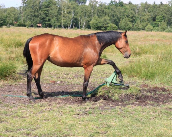 horse Casida (German Warmblood, 2007, from Casiro I)
