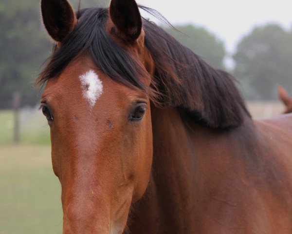 horse Florida Breeze (Hanoverian, 2009, from For Edition)