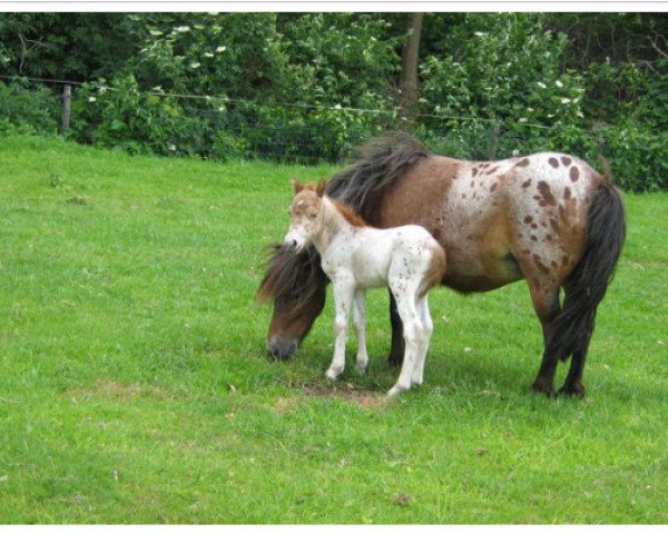 Zuchtstute Marschall Jill (Nederlands Mini Paarden, 2004, von Polansky v. Bromishet)