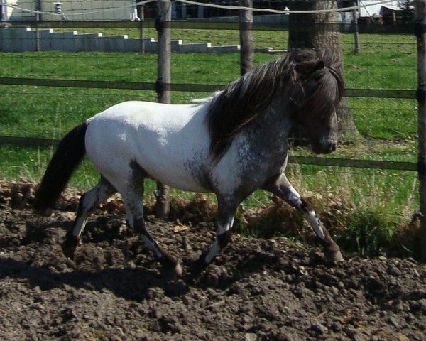 Pferd Xalyvar van de Immetjeshoeve (Nederlands Mini Paarden, 2006, von Two Spot v. d. Immetjeshoeve)