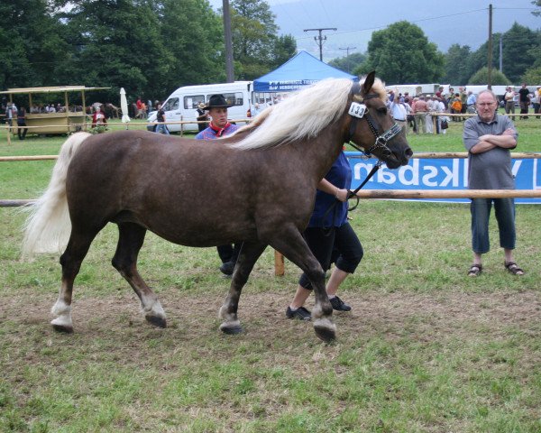 broodmare Evi (Black Forest Horse, 1996, from Direkt)