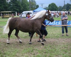 broodmare Evi (Black Forest Horse, 1996, from Direkt)