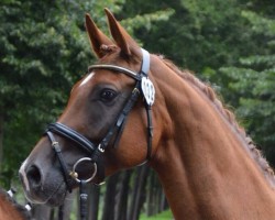 broodmare Cassila (Oldenburg, 2006, from Rohdiamant)