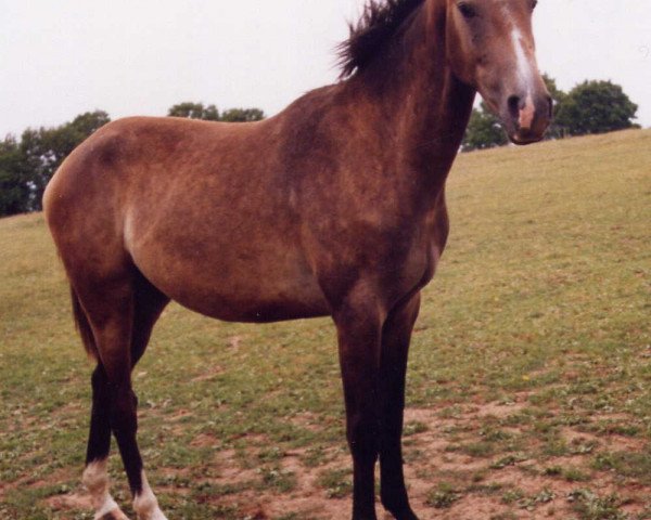 jumper Pharos du Theillet (Selle Français, 2003, from Quat'Sous)