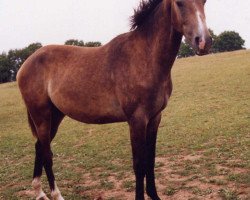 jumper Pharos du Theillet (Selle Français, 2003, from Quat'Sous)