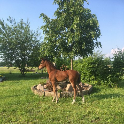 horse Brunhild S (Westphalian, 2021, from Baggio 17)