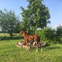 Pferd Brunhild S (Westfale, 2021, von Baggio 17)