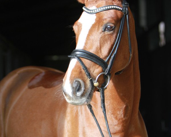 Dressurpferd Bella Belissimo (Hannoveraner, 2011, von Belissimo NRW)