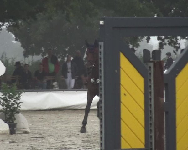 Reitturnier Neuss-Allerheiligen 2019