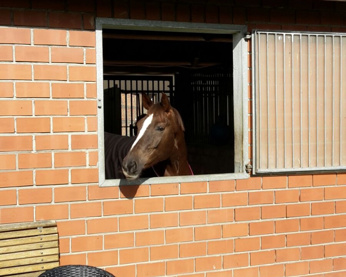 dressage horse Fine Divine (Westphalian, 2009, from Fineliner 2)