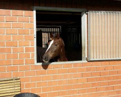 dressage horse Fine Divine (Westphalian, 2009, from Fineliner 2)