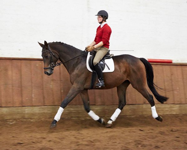 horse Wallach von Spörcken/Aarking xx (Hanoverian, 2013, from Spörcken)