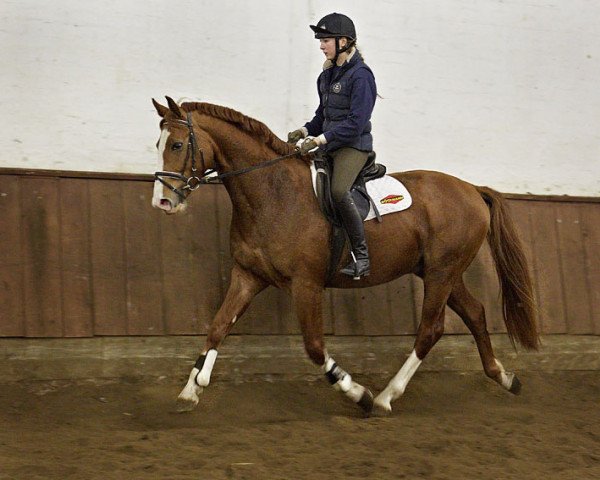 horse Wallach von For Keeps/Count Grannus (Hanoverian, 2014, from For Keeps)