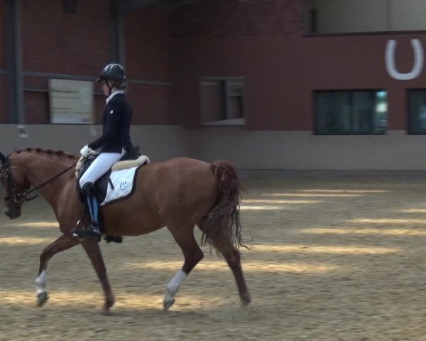 Reitturnier Neuss-Allerheiligen 2019