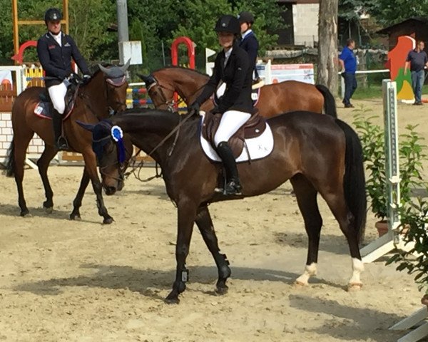 jumper Limited Edition 81 (Oldenburg show jumper, 2012, from Los Angeles)