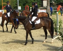 jumper Limited Edition 81 (Oldenburg show jumper, 2012, from Los Angeles)