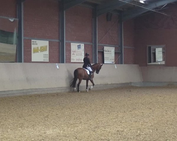 Reitturnier Neuss-Allerheiligen 2019