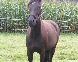 Zuchtstute Sable Noir (Hannoveraner, 2004, von Sandro Hit)