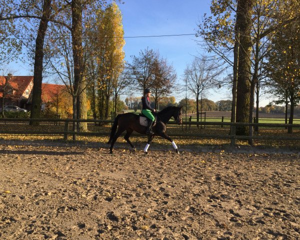 broodmare Lilly 490 (Rhinelander, 2007, from Lord Loxley I)