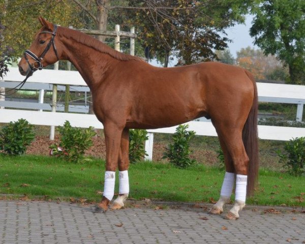 horse Wallach von Feuerspiel/Brentano (Hanoverian, 2012, from Feuerspiel)