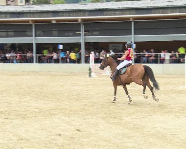 Reitturnier Schwyz 2019