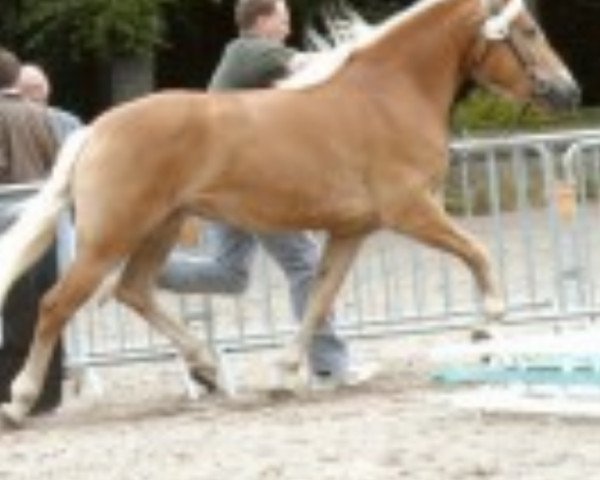 broodmare Steinfee (Haflinger, 2001, from El.H. /P.H Steinadler)