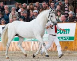 stallion Corland (Holsteiner, 1989, from Cor De La Bryere)