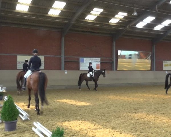 Reitturnier Neuss-Allerheiligen 2019