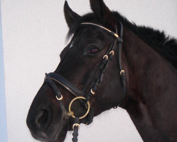 dressage horse Wolkenstar (Hanoverian, 2000, from Wolkenstein II)