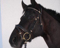 dressage horse Wolkenstar (Hanoverian, 2000, from Wolkenstein II)