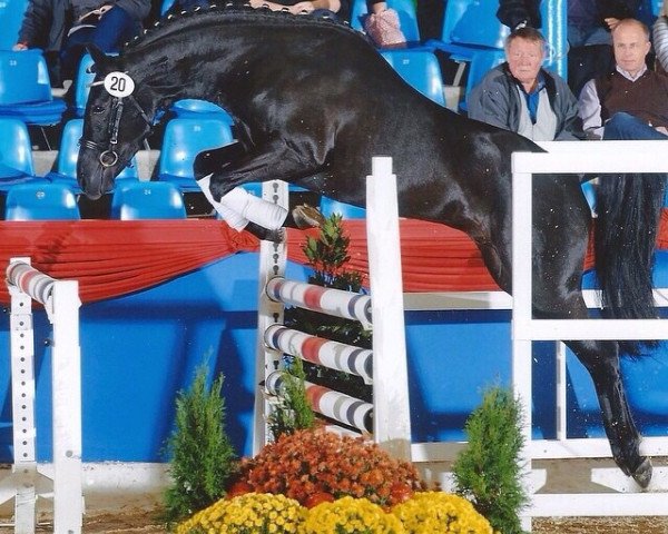 jumper Caruso 572 (German Riding Pony, 2010, from Constantin)