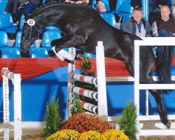 jumper Caruso 572 (German Riding Pony, 2010, from Constantin)